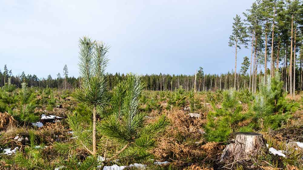 miljo-Torkan-2018-fortsatter-paverka-ny-skog.jpg